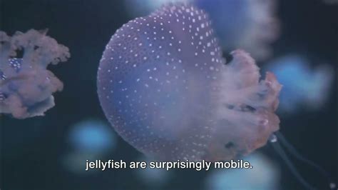 Unveiling the Mysteries of Jellyfish Companionship