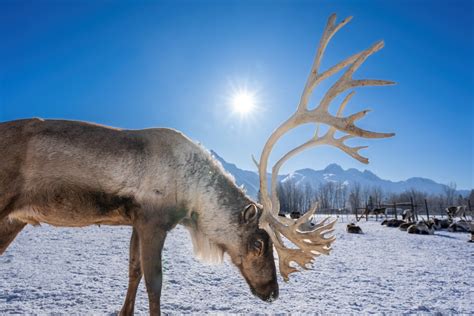 Unveiling the Mysteries of Majestic Moose