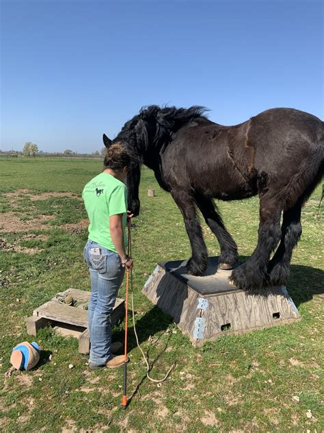 Unveiling the Mysteries of Stallion Behavior