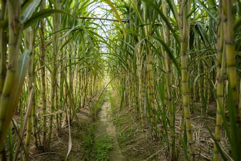 Unveiling the Mysteries of Sugarcane Farming Techniques