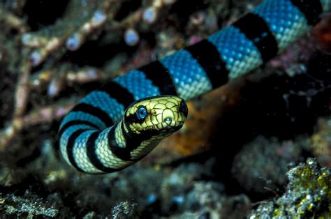 Unveiling the Mysteries of Venomous Sea Snakes