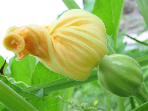 Unveiling the Mysteries of the Transcendent allure of Squash Blossoms