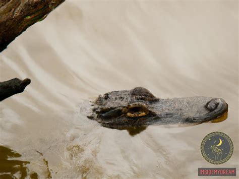 Unveiling the Mysterious Realm of Dreams: Exploring the Intricate Connection with Alligators