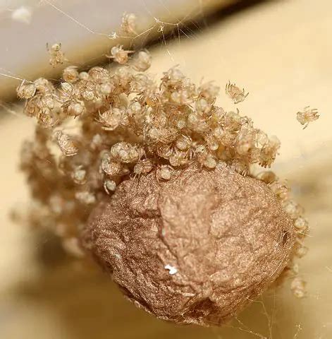 Unveiling the Mysterious Secrets Concealed within Dreams of Spider Egg Hatching