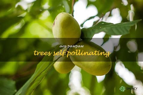 Unveiling the Mysterious Wonders of Pawpaw Trees