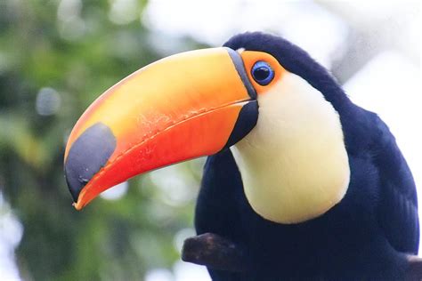 Unveiling the Mystery: Exploring the Enigmatic Traits of Toucan Birds