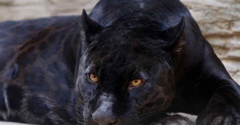 Unveiling the Mystery of Young Panthers: A Fascinating Exploration