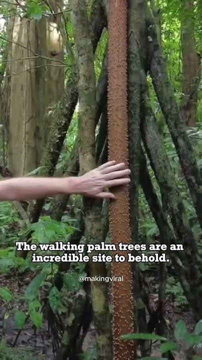 Unveiling the Myth: Are Walking Trees Real?