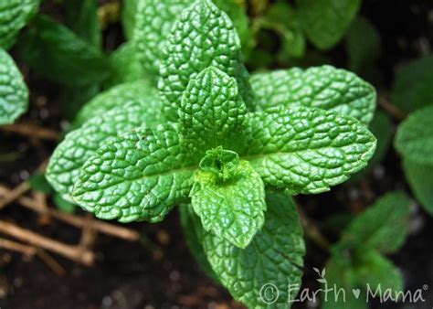 Unveiling the Origins and Historical Journey of Peppermint