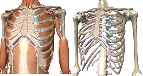 Unveiling the Physical Origins of Rib Discomfort in Dreamscapes