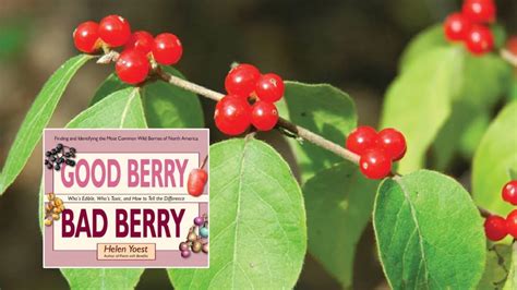 Unveiling the Potential Hazards and Cautions Concealed in Toxic Berry Visions