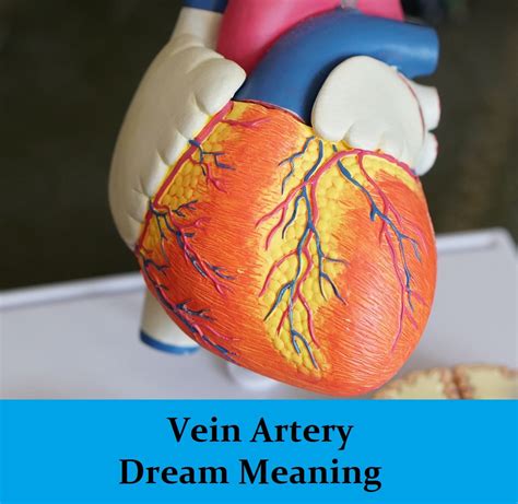 Unveiling the Potential Medical Significance of Vein Dreams