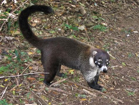 Unveiling the Potential Spiritual Significance Linked to the Pale Coati