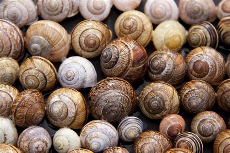 Unveiling the Profound Connection between Snails and Humanity