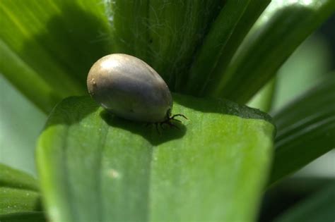 Unveiling the Psychological Meaning Behind Tick Fantasies