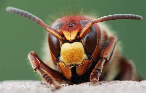 Unveiling the Psychological Significance behind the Symbol of the Wasp