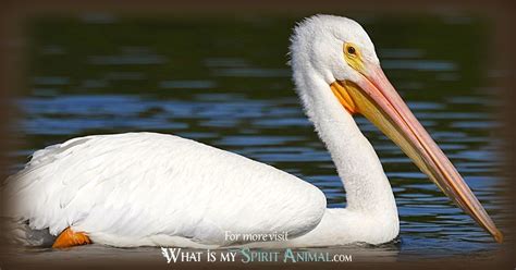 Unveiling the Psychological Significance of Encounters with Pelicans