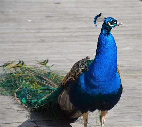 Unveiling the Sacred Symbolism of the Majestic Peacock