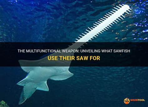 Unveiling the Sawfish's Extraordinary Sensory Systems