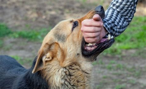 Unveiling the Science: Why Do Puppies Fantasize about Aquatic Activities?