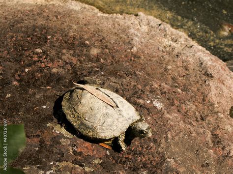 Unveiling the Secret Lives of Snapping Turtles