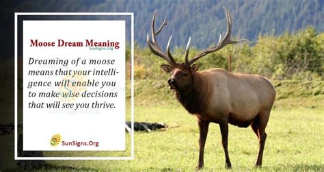 Unveiling the Secret Messages: Interpreting Moose Dreams