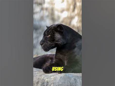 Unveiling the Secret of the Elusive Panther: Analyzing its Psychological Significance