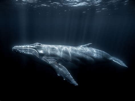 Unveiling the Secrets Hidden in Dreams of Giant Whales