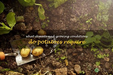 Unveiling the Secrets of Optimal Growing Conditions