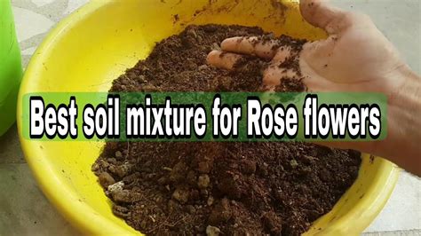 Unveiling the Secrets of Rose Soil Requirements