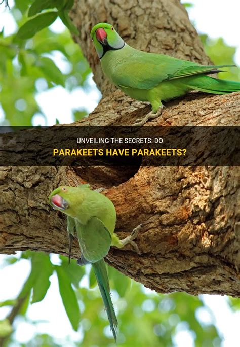 Unveiling the Secrets of Roseate Parakeets