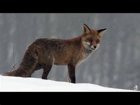 Unveiling the Secrets of Winter Wildlife