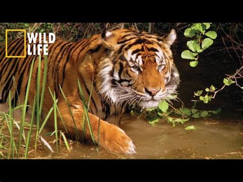 Unveiling the Secrets of an Untamed Stream: Exploring the Fascinating Wildlife of a Petit Creek