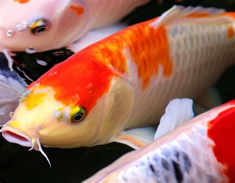 Unveiling the Serenity and Tranquility of Keeping Petite Koi Creatures