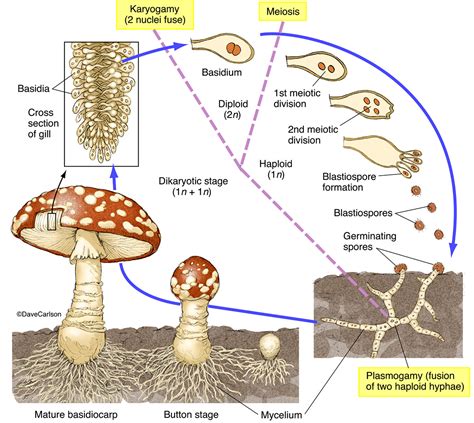 Unveiling the Significance: Exploring the Different Connotations of Fungal Growth on the Human Form