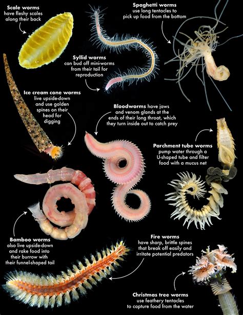 Unveiling the Significance of Pale Worm-like Organisms