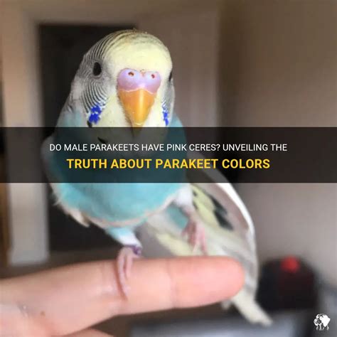 Unveiling the Significance of Parakeet Birds' Colors in Visionary Experiences