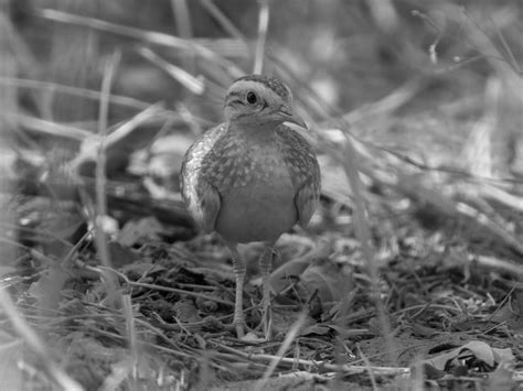 Unveiling the Significance of Quail Reveries