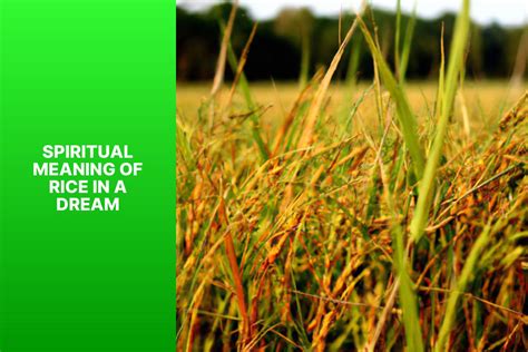 Unveiling the Significance of Rice in Dream Interpretation