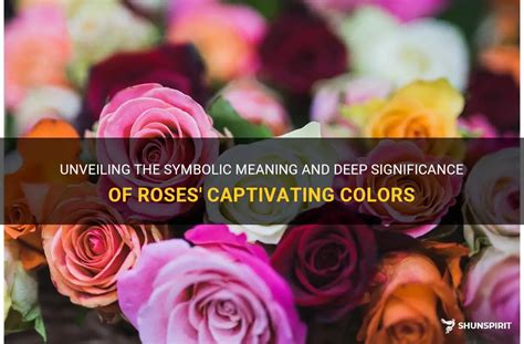 Unveiling the Significance of Rose-Colored Symbolism