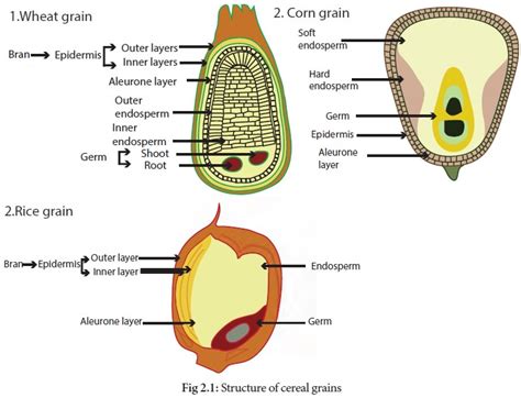 Unveiling the Significance of Seeds Embedded within the Epidermis