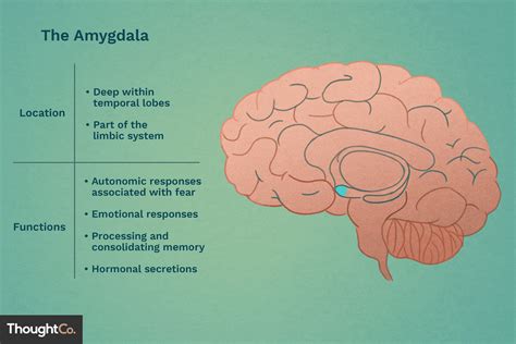 Unveiling the Significance of the Amygdala in Aggressive Tendencies Evident in Dreams