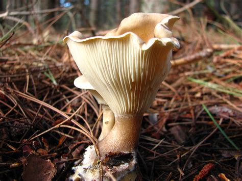 Unveiling the Silent Menace: Identifying Toxic Fungi