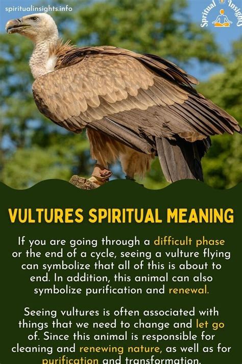 Unveiling the Spiritual Significance of Encountering a Turkey Vulture in a Dream