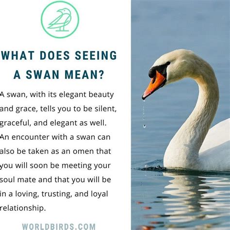 Unveiling the Spiritual Significance of Swan Dreams