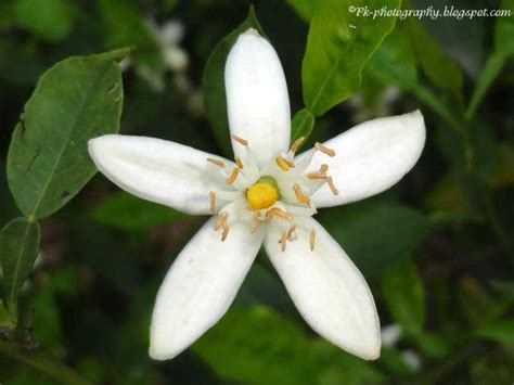 Unveiling the Striking Beauty of the Orange Blossom