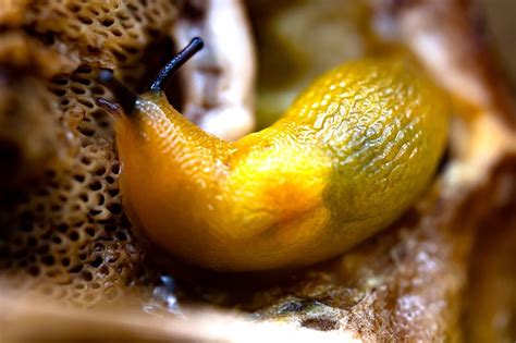 Unveiling the Surprising Abilities of Slugs