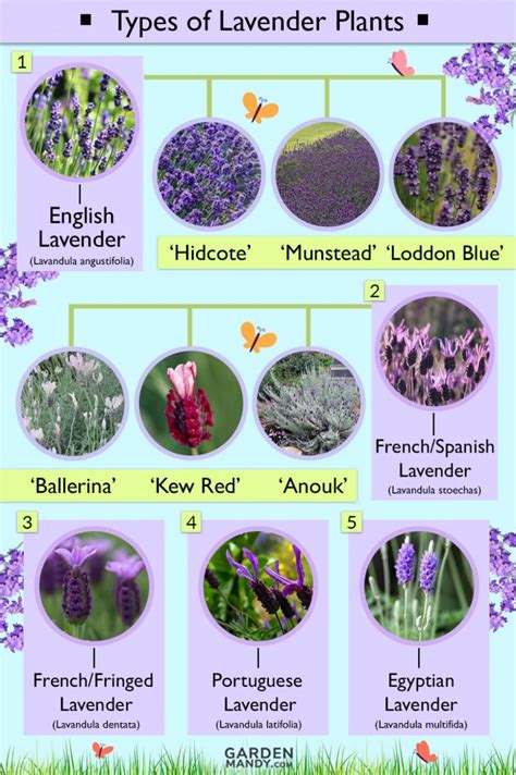 Unveiling the Symbolic Interpretations of Different Varieties of Lavender Blooms