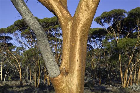 Unveiling the Symbolic Meaning of White Gum Trees