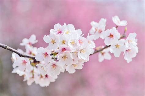 Unveiling the Symbolic Significance of Dreaming of a Blossoming Fruit Tree